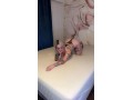 neu-in-stuttgart-anna-verspricht-pure-ekstase-small-1